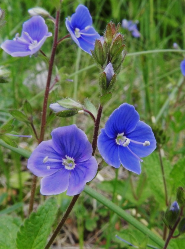 Veronica chamaedrys - nurmitädykkeen teriö on avautuessaan useimmiten voimakkaan sininen. Sen väri alkaa kuitenkin nopeasti haalistua. EH, Janakkala, Harviala, Harvialantien ja Harvialan Kartano -tien kulmauksessa oleva taimitarha-alue, 9.6.2012. Copyright Hannu Kämäräinen.