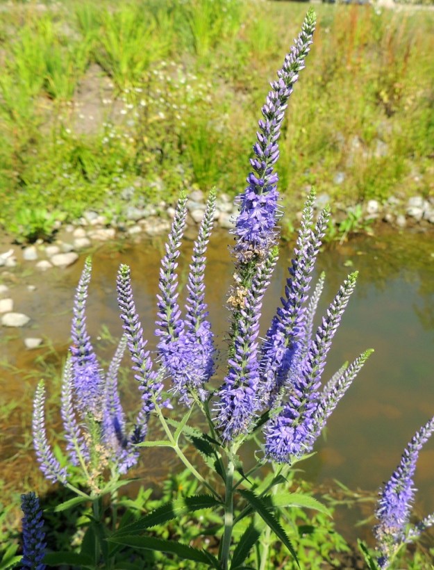 Veronica longifolia var. longifolia - rantatädykkeen var. jokirantatädykkeen kukinnon haarat kasvavat latvatertun alapuolisiin lehtihankoihin. Lyhyehköissä haaroissa on useimmiten yksi, harvoin kaksi lehtiparia ja niiden kärkiterttu jää varren latvaterttua lyhyemmäksi. V, Raasepori, Pohja, Fiskarsin ruukkialue, pohjoisosa, lammikon ranta, 25.7.2014. Copyright Hannu Kämäräinen.