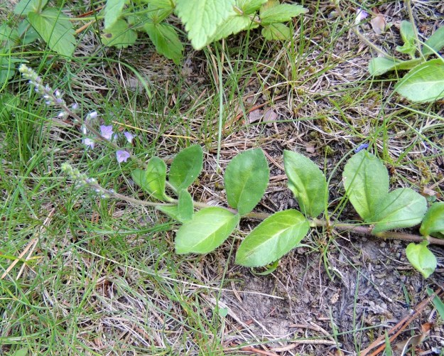 Veronica officinalis - rohtotädykkeen varsin on vihreäsävyinen, punaruskea tai sinipunainen ja se suikertaa pitkin maanpintaa juurehtien alemmista nivelistään. Vain kärki kukkaterttuineen kohoaa ylemmäksi. Lehdet ovat pareittain vastakkain ja melko tiheästi pitkin vartta. EH, Hämeenlinna, Loimalahti, Hirsimäki, omakotialue, pihamaan laita lähellä metsän reunaa, 18.6.2013. Copyright Hannu Kämäräinen.