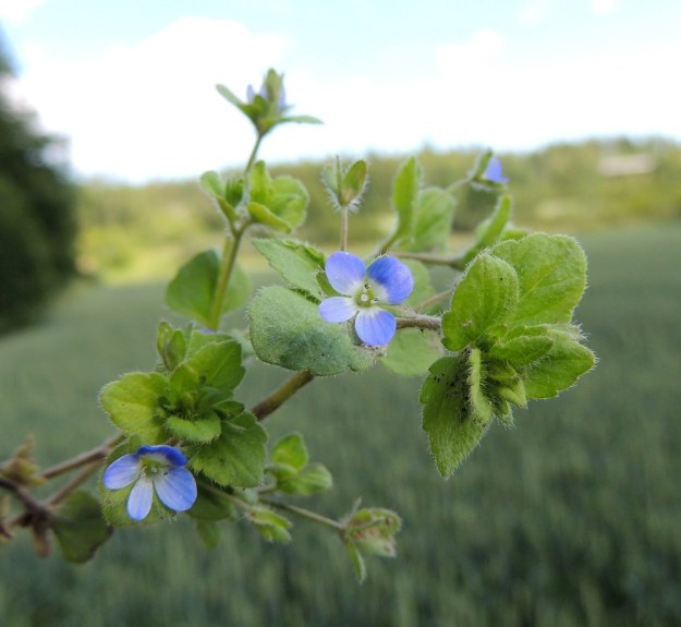 Veronica opaca - himmeätädykkeen kukat ovat yksittäin varren latvaosan lehtihangoissa Teriö. Teriö on yhdislehtinen, ratasmainen ja neliliuskainen sekä tavallisesti noin 5-7 mm leveä. Teriönliuskat ovat muuten siniset, mutta niiden tyvi on lähes tai aivan valkoinen. Liuskojen suonet ovat aina pohjaväriä tummempia. 25.7.2015. Copyright Hannu Kämäräinen.