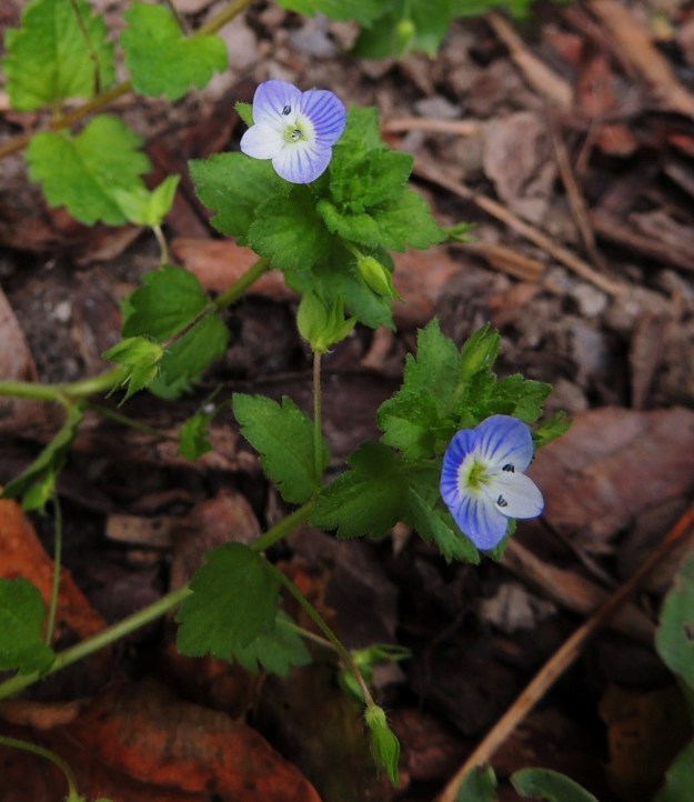 Veronica persica - persiantädykkeen teriö on selvästi muita lähilajeja kookkaampi. Sen läpimitta on tavallisesti 8-10 mm leveä ja toisinaan pari milliä leveämpikin. EH, Tampere, Tammela, Sorsapuiston pohjoislaita, Lähteenkadun kerrostalon seinusta, 9.7.2014. Copyright Hannu Kämäräinen.
