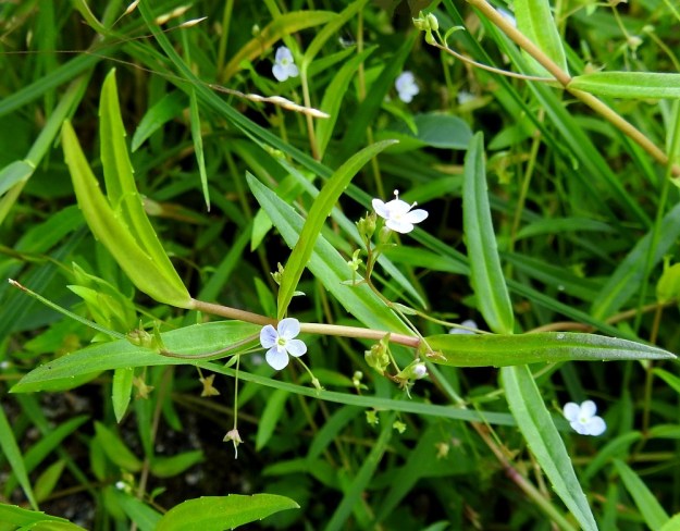 Veronica scutellata - luhtatädykkeen varsi on kalju tai karvainen. Harsuissa tertuissa on yleensä enintään kymmenen kukkaa. Kukkaperä on hento ja noin 5-7 mm pitkä. Se on paljon tukilehteään pitempi. Lehtien laita on ehyt tai kuvan tavoin harvakseen pienihampainen. V, Masku, Humikkala, vanhan soranottoalueen pohjoisin lampi (Ison Kiven kuoppa) Raumantien ja Ruskontien kulmauksessa, eteläranta, 27.7.2018. Copyright Hannu Kämäräinen.