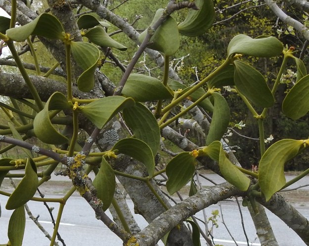 Viscum album subsp. album - euroopanmisteli subsp. lehtipuunmisteli tarhaomenapuulla, Malus domestica. Toisinaan lehdet kaartuvat ja kiemurtelevat runsaasti. Tavallisesti yhdessä puussa on vain joko hede- tai emiversoja. Kuvan omenapuussa sen sijaan on aivan vierekkäin molemmat yksilöt. Hedekukkainen verso on kuvan oikeassa laidassa ja muut versot ovat emikukkaisia. Kehän leveys- ja kehälehtien asentoero näkyvät selvästi. V, Turku, Oriketo, Vanhan Tampereentien laita Linnasmäen kukkulan kohdalla, 4.5.2019. Copyright Hannu Kämäräinen.