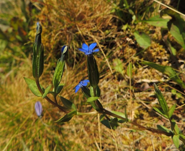 Gentiana nivalis - tunturikatkeron teriöt ovat vain aurinkoisella säällä avoimina. Kuvassa keskellä näkyvässä nupussa teriönliuskat ovat limittäin kokoonkiertyneet, Vasemman reunan teriön kukinta on jo ohi ja liuskat ovat painuneet lopullisesti suppuun. EnL, Enontekiö, Kilpisjärvi, Saanan lounaisrinne, ensimmäinen, matala pahtaseinämä tunturikoivikkorinteessä, retkeilykeskuksen kohdalla, luonnonsuojelualue, 600 m mpy, 17.7.2013. Copyright Hannu Kämäräinen.
