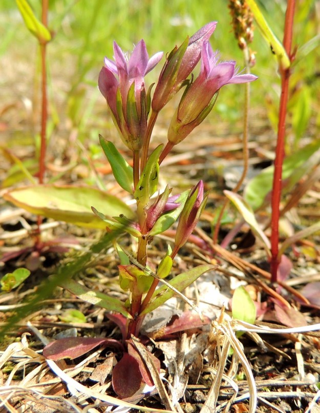 Gentianella amarella var. lingulata - horkkakatkero var. kesähorkkakatkero voi habitukseltaan lähennellä myös nimimuunnosta, syyshorkkakatkeroa. Kuuden sentin mitasta huolimatta nivelvälejä on neljä ja ne ovat selvästi lehtiä lyhyempiä. Kukinta-ajankohta ja elävä lehtiruusuke varmistavat kuvan yksilön kuitenkin kesähorkkakatkeroksi. Kukkien verhiöissä on nähtävissä yksi horkkakatkerolla silloin tällöin esiintyvä poikkeama. Verhiönliuskat eivät aina jakaudu tasaisesti, jolloin verhiö jää toiselta syrjältään ikään kuin auki. KP, Vimpeli, Kotakangas, Kotakankaan entisen kalkkilouhosalueen ympäristö, 18.7.2015. Copyright Hannu Kämäräinen.