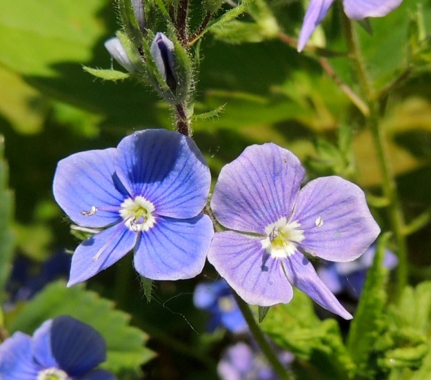 Veronica chamaedrys - nurmitädykkeen teriö on yhdislehtinen, ratasmainen ja 4-liuskainen sekä tavallisesti noin 10-14 mm leveä. Sen siniväri haalistuu jo toisena päivänään ennen varisemistaan yleensä sinipunaiseksi. U, Vantaa, Viinikkala, Tuupakanmäki Hommaksentien itäpuolella, mäen tyven laitaniitty, 7.6.2015. Copyright Hannu Kämäräinen.