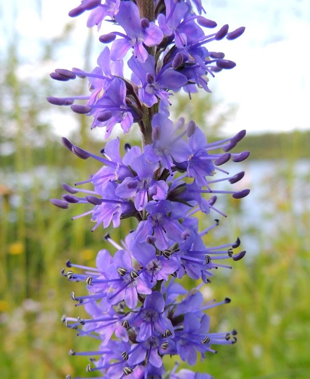 Veronica longifolia var. longifolia -rantatädykkeen var. jokirantatädykkeen teriö on yleensä sininen tai sinipunainen ja tavallisesti noin 6-8 mm leveä. Heteitä on kaksi ja ne ovat noin 5-6 mm pitkiä yltäen kauas teriön ulkopuolelle vastaanottamaan hyönteisiä. Emin vartaloita ja luotteja on yksi. PeP, Tervola, Mattinen, Kemijoen kaakkoispuolinen rantatöyräs koulun lähellä, 16.7.2015. Copyright Hannu Kämäräinen.
