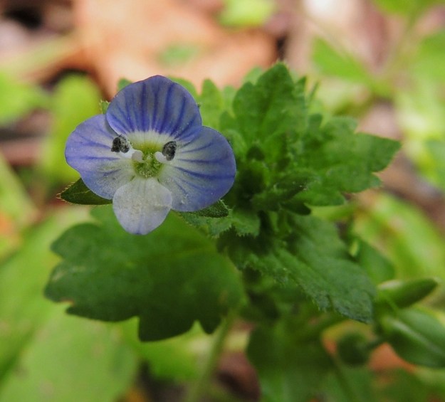 Veronica persica - persiantädykkeen teriön kolme ylempää liuskaa ovat siniset ja tyveltään vaaleat tai valkoiset. Alin liuska on hyvin vaaleansininen tai valkoinen. Liuskojen suonitus on aina pohjaväriä tummempi. Teriönliuskat ovat jonkin verran limittäiset ja yleensä noin 4-5 mm pitkät. Niistä kolme ylempää ovat lähes pyöreitä, mutta alin on pituuttaan kapeampi. Kuvan teriössä heteiden ponsista on varissut siitepölyä karvaiseen nieluun ja liuskojen pinnalle. EH, Tampere, Tammela, Sorsapuiston pohjoislaita, Lähteenkadun kerrostalon seinusta, 9.7.2014. Copyright Hannu Kämäräinen.