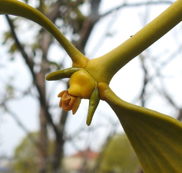 Viscum album subsp. album - euroopanmisteli subsp. lehtipuunmisteli tarhaomenapuulla, Malus domestica. Hedekukat näyttäisivät olevan vuosiversojen kärjessä enimmäkseen yksittäin tai kaksi tiiviisti rinnan, kuten kuvassa. Merkille pantavaa on, että uusista vuosikasvaimista puhkeavat ensimmäisenä esille sen kärkilehdet ja pienet tukilehdet. V, Turku, Artukainen, Pansiontien ja radan välinen niittykaista, 4.5.2019. Copyright Hannu Kämäräinen.