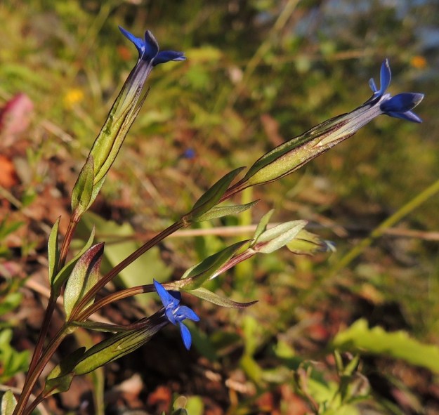 Gentiana nivalis - tunturikatkeron kukat ovat yksittäin varren tai haarojen kärjessä. Verhiö on torvimainen, pitkästi yhdislehtinen, kärjestään 5-liuskainen ja yleensä vihreä sekä tavallisesti noin 12-15 mm pitkä ja noin 3-4 mm leveä. EnL, Enontekiö, Kilpisjärvi, Saanan lounaisrinne, ensimmäinen, matala pahtaseinämä tunturikoivikkorinteessä, retkeilykeskuksen kohdalla, luonnonsuojelualue, 600 m mpy, 17.7.2013. Copyright Hannu Kämäräinen.