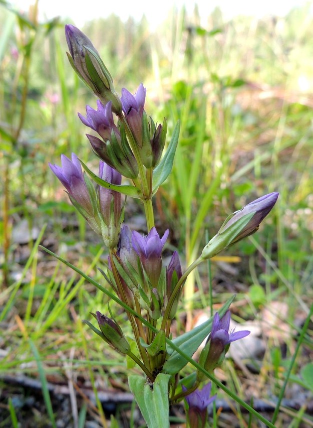 Gentianella amarella var. lingulata - horkkakatkeron var. kesähorkkakatkeron kukkaperä on särmikäs ja kalju ja sen pituus vaihtelee suuresti noin välillä 5-50 mm. Kukan verhiö on kapean kellomainen ja tyveltään yhdislehtinen ja yläosastaan useimmiten viisiliuskainen. Se on vihreä, kalju ja usein särmikäs sekä tavallisesti noin 10-15 mm pitkä. Verhiön kärkiliuskat ovat keskenään lähes samankokoisia ja yleensä noin 6-10 mm pitkiä. KP, Vimpeli, Kotakangas, Kotakankaan entisen kalkkilouhosalueen ympäristö, 18.7.2015. Copyright Hannu Kämäräinen.