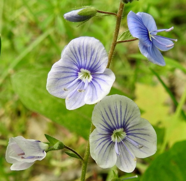 Veronica chamaedrys - nurmitädykkeen teriö haalistuu toisinaan ennen putoamistaan lähes valkoiseksi. Suonet pysyvät kaikissa värivaihtoehdoissa pohjaväriä tummempina. Teriönliuskat ovat jonkin verran limittäiset ja yleensä noin 5-7 mm pitkät. Niistä kolme ylempää ovat lähes pyöreitä, mutta alin on pituuttaan kapeampi. Irronneesta teriöstä näkee, että sen torvi on lyhyt, vain noin 1 mm pitkä. EH, Kouvola, Kuusankoski, Voikkaa, kallioisen Lapinmäen laitaniitty Voikkaantien varressa, 11.6.2017. Copyright Hannu Kämäräinen.