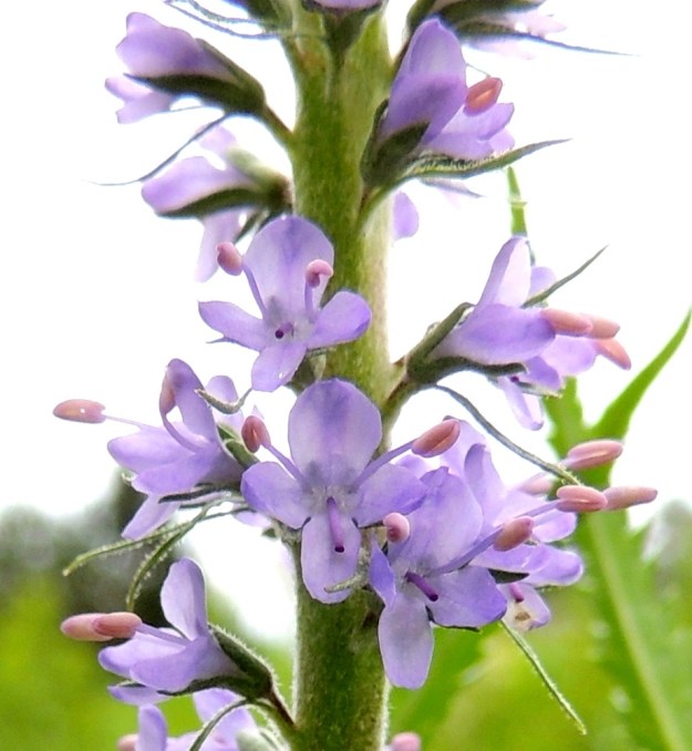 Veronica longifolia var. longifolia - rantatädykkeen var. jokirantatädykkeen teriö on yhdislehtinen, ratasmainen ja neliliuskainen. Teriönliuskat ovat noin 2,5-3 mm pitkiä. Teriön torvi on noin 2 mm pitkä. Kukkaperä on tukilehdellinen ja noin 1,5-2 mm pitkä. Kukan tukilehtien pituus vaihtelee melko lailla. Kuvan yksilössä ne ovat kukkaakin pitemmät. Kn, Vaala, Neittävä, Kiiskeroisentien varsi, Leinolan tilan kesantopelto Likainen-lammen eteläpäässä, 11.7.2015. Copyright Hannu Kämäräinen.