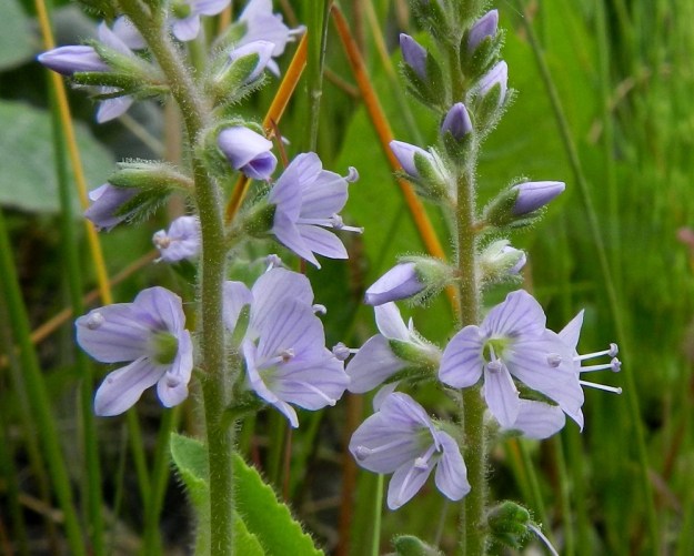 Veronica officinalis - rohtotädykkeen tertturanka on karvainen ja nystykarvainen. Kukkaperä, kukan tukilehti ja verhiö ovat nystykarvaiset. EH, Hämeenlinna, Pullerinmäki Tiiriö, Pitkätanhuankadun laitaojan rinne, 16.6.2012. Copyright Hannu Kämäräinen.