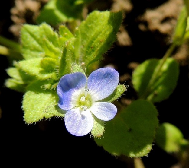 Veronica opaca - himmeätädykkeen teriönliuskat eivät tavallisesti ole laidoiltaan limittäisiä. Kukassa on kaksi hedettä, jotka ovat 1,2-1,5 mm pitkiä. Ne varisevat teriön mukana. Heteitä vähän lyhyemmän emin vartaloita ja luotteja on yksi. 25.7.2015. Copyright Hannu Kämäräinen.