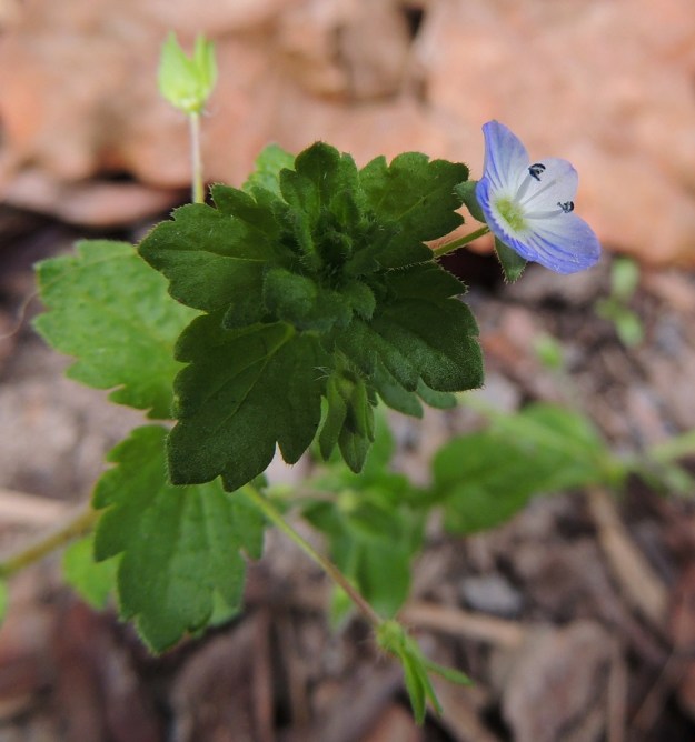 Veronica persica - persiantädykkeen kukassa on kaksi hedettä, jotka ovat noin 2,5-3 mm pitkiä sekä varisevat teriön mukana. Heteiden kanssa aika samanpituisen emin vartaloita ja luotteja on yksi. EH, Tampere, Tammela, Sorsapuiston pohjoislaita, Lähteenkadun kerrostalon seinusta, 9.7.2014. Copyright Hannu Kämäräinen.