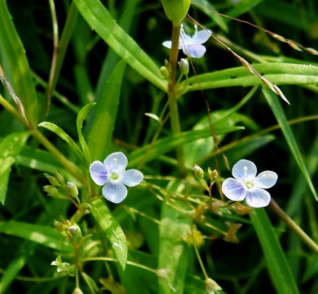 Veronica scutellata - luhtatädykkeen teriö on yhdislehtinen, ratasmainen ja neliliuskainen sekä tavallisesti noin 5-6 mm leveä. Väriltään se on vaaleansininen, vaalean sinipunainen tai valkoinen. V, Masku, Humikkala, vanhan soranottoalueen pohjoisin lampi (Ison Kiven kuoppa) Raumantien ja Ruskontien kulmauksessa, eteläranta, 27.7.2018. Copyright Hannu Kämäräinen.