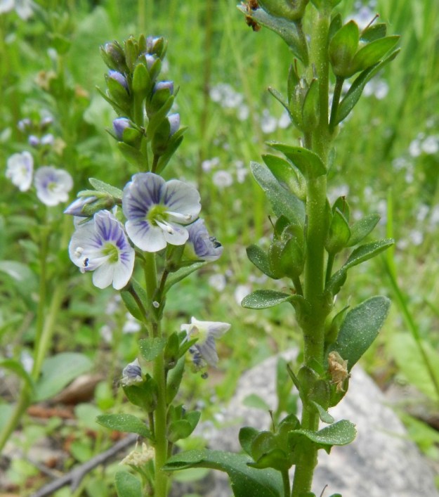 Veronica serpyllifolia subsp. serpyllifolia - orvontädykkeen subsp. etelänorvontädykkeen teriö on tavallisesti noin 4-6 mm leveä. Teriön torvi on noin 1 mm pitkä. Kukkaperä on tukilehdellinen ja tavallisesti noin 2-4 mm pitkä. Tukilehdet ovat soikeat tai suikeahkot ja yleensä noin 3-8 mm pitkät. EH, Janakkala, Harviala, Harvialantien ja Harvialan Kartano -tien kulmauksessa oleva taimitarha-alue, 9.6.2012. Copyright Hannu Kämäräinen.