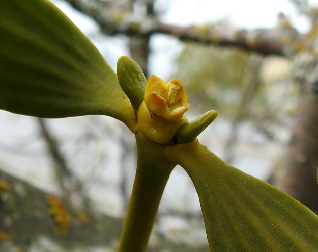 Viscum album subsp. album - euroopanmisteli subsp. lehtipuunmisteli tarhaomenapuulla, Malus domestica. Hedekukassa kehälehdet ovat kruunumaisesti kärkien ollessa levällään tai kaartuessa ulospäin niin, että kukan levein kohta on kolmiomaisten kehälehtien kärjen kohdalla. Kukkiva kehä on tavallisesti noin 4-5 mm pitkä ja noin 5-6 mm leveä. Kehälehden paksuutta lisää sen sisäpintaan sulautunut heteen palhoton ja kennomainen ponsi. V, Turku, Artukainen, Pansiontien ja radan välinen niittykaista, 4.5.2019. Copyright Hannu Kämäräinen.