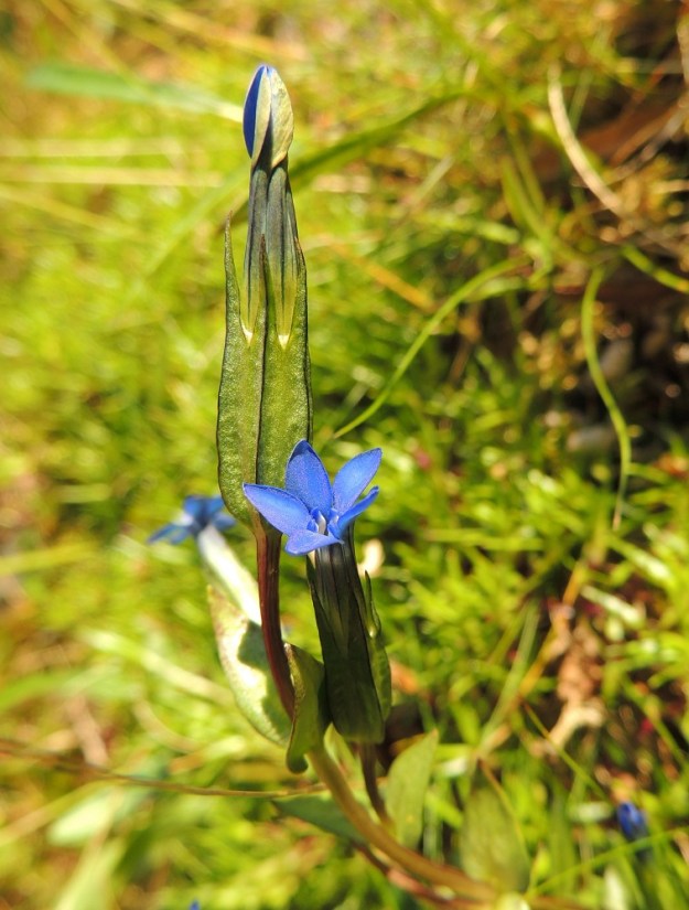 Gentiana nivalis - tunturikatkeron kukan verhiö on pinnaltaan kalju ja tummien, liuskojen kärkeen johtavien keskisuonten kohdalta särmikäs. Verhiön kärkiliuskat suippenevat teräväksi kärjeksi ja ovat yleensä noin 4-7 mm pitkät. Liuskojen tyven välissä on vaaleana näkyvä, kalvomainen poimu. EnL, Enontekiö, Kilpisjärvi, Saanan lounaisrinne, ensimmäinen, matala pahtaseinämä tunturikoivikkorinteessä, retkeilykeskuksen kohdalla, luonnonsuojelualue, 600 m mpy, 17.7.2013. Copyright Hannu Kämäräinen.