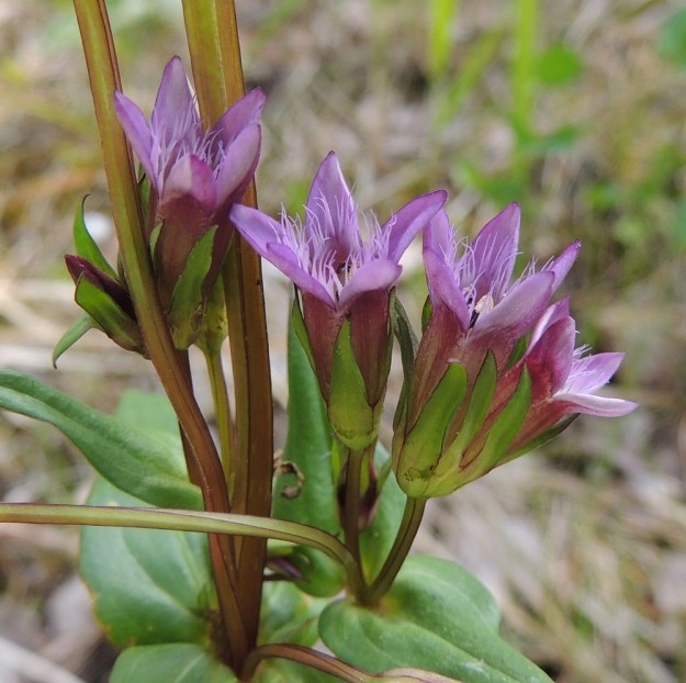 Gentianella amarella var. lingulata - horkkakatkeron var. kesähorkkakatkeron kukan teriö on yhdislehtinen, torvimainen, punavioletti ja päästään ratasmaisesti lähes aina viisiliuskainen. Pituutta sillä on tavallisesti noin 14-18 mm. Torven nielun suulla on lisäteriö, jonka lehtien kärkiosa on tiheästi ja pitkästi ripsiliuskainen. KP, Vimpeli, Kotakangas, Kotakankaan entisen kalkkilouhosalueen ympäristö, 18.7.2015. Copyright Hannu Kämäräinen.