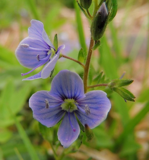 Veronica chamaedrys - nurmitädykkeen kukassa on kaksi hedettä, jotka ovat noin 5 mm pitkiä. Yksivartaloinen ja -luottinen emi on heteiden kanssa suunnilleen samanpituinen. Kuvan kukassa näkyvät hyvin siitepölyä purkavat heteiden ponnet ja emin vartalon kärjessä oleva punainen luotti. A, Jomala, Ramsholm, luonnonsuojelualue, niemen kärjen, rantaniitty, 29.5.2013. Copyright Hannu Kämäräinen.