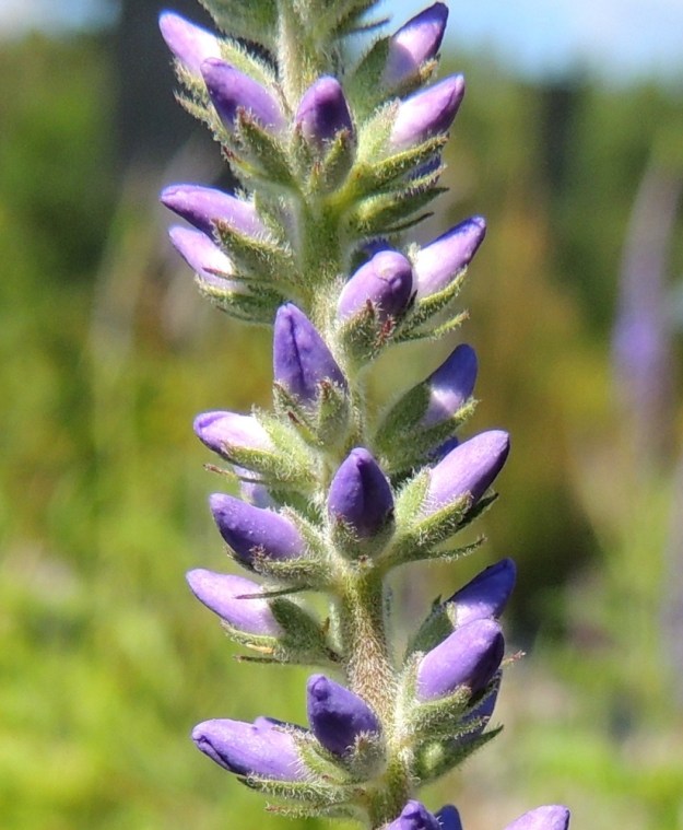 Veronica longifolia var. longifolia - rantatädykkeen var. jokirantatädykkeen kukkien tukilehdet ovat hyvin kapeat ja yleensä noin 2-5 mm pitkät. Kuvan yksilössä ne ovat selvästi lyhyemmät kuin edellisen kuvan kukinnossa, Verhiö on neliliuskainen. Liuskat ovat kapeahkon kolmiomaiset ja niistä kaksi ylintä on noin 1,5 mm ja kaksi alinta noin 2-2,5 mm pitkät. Tertturanka, kukkaperät, tukilehdet ja verhiöt ovat yleensä tiheään lyhytkarvaisia. Verhiönliuskoissa karvoitus keskittyy usein laitoihin, vaikka kuvan yksilössä liuskat ovatkin kauttaaltaan tiheäkarvaiset. V, Raasepori, Pohja, Fiskarsin ruukkialue, pohjoisosa, lammikon ranta, 25.7.2014. Copyright Hannu Kämäräinen.