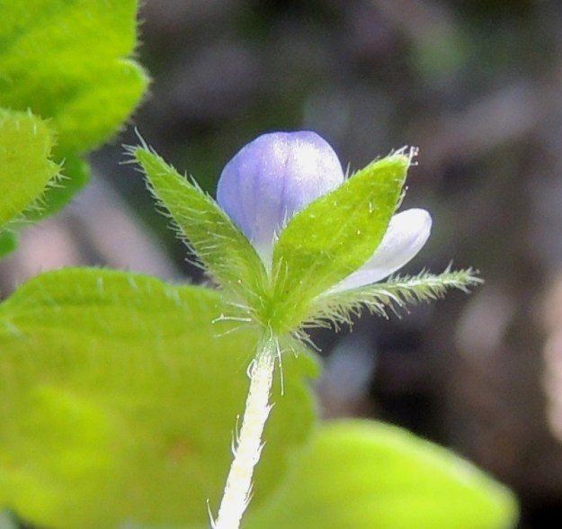 Veronica opaca - himmeätädykkeen verhiö on lähes tyveen asti 4-liuskainen. Liuskat ovat pitkulaisen puikeat tai soikeat ja tylpähköpäiset. Ne eivät ole tyveltään yhtään limittäisiä. Liuskat ovat kukintavaiheessa noin 3-4 mm pitkät ja kauttaaltaan karvaiset sekä kuvan tavoin usein myös nystykarvaiset. 25.7.2015. Copyright Hannu Kämäräinen.