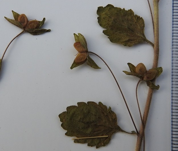 Veronica persica - persiantädykkeen kota on noin 4-5 mm pitkä ja 7-7,5 mm leveä. Se on herttamainen, litteähkö ja hyvin leveälovinen sekä pelkästään nystykarvainen. Pinta on selvästi verkkosuoninen toisin kuin muilla lähilajeilla. Ominaisuus näkyy kuitenkin selvimmin jo kuivuneesta kodasta. Kodan kärkiloven pohjaan jäävä emin vartalo on jonkin verran loven syvyyttä pitempi. EH, Tampere, Tammela, Sorsapuiston pohjoislaita, Lähteenkadun kerrostalon seinusta, 10.7.1994. Copyright Hannu Kämäräinen.