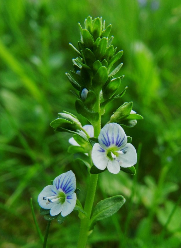 Veronica serpyllifolia subsp. serpyllifolia - orvontädykkeen subsp. etelänorvontädykkeen teriön kolme ylempää liuskaa ovat leveän pyöreämuotoisia ja hieman limittäisiä. Alin liuska on muita huomattavasti kapeampi. Teriö on väriltään valkoinen, vaaleansininen tai vaalean sinipunainen ja suonitus on aina pohjaväriä tummempi. Pohjanorvontädykkeellä, subsp. humifusa, teriö on sininen. EH, Hämeenlinna, Loimalahti, Hirsimäki, omakotialueen piha Näsiäntien varressa, 2.6.2011. Copyright Hannu Kämäräinen.