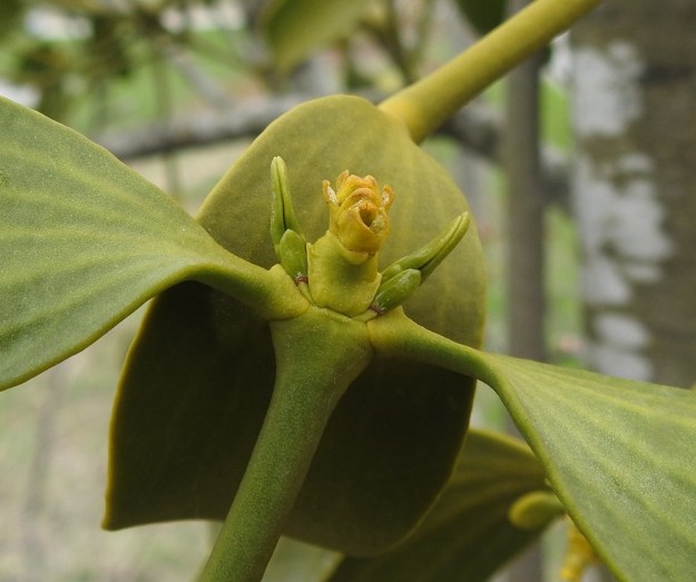 Viscum album subsp. album - euroopanmisteli subsp. lehtipuunmisteli tarhaomenapuulla, Malus domestica. Kukintansa loppuvaiheessa hedekukkien muoto voi käydä epämääräisemmäksi, kuten kuvan rinnakkaisilla kukilla. Kehälehtien purkautunut siitepöly ei jätä kuitenkaan mitään epäselvyyttä sukupuolesta. Kuvastakin voi nähdä siitepölyn kokkareisuuden, mikä ei kovin hyvin sovellu tuulipölytykseen. V, Turku, Oriketo, Vanhan Tampereentien laita Linnasmäen kukkulan kohdalla, 4.5.2019. Copyright Hannu Kämäräinen.