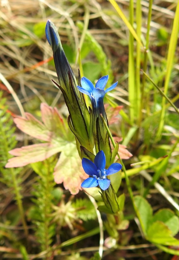 Gentiana nivalis - tunturikatkeron kukkaperien pituus vaihtelee suuresti. Edellisessä, huvin samankaltaisessa kuvassa perä on noin 10 mm. Tässä kuvassa taas ylin varsilehtipari kehystää ja osin peittää verhiön tyveä suojuslehtien tavoin ja kukkaperä jää vain parin millin mittaiseksi. EnL, Enontekiö, Kilpisjärvi, Saanan alarinne, Käsivarrentien laitaoja lähellä Siilastuvan tienhaaraa, 485 m mpy, 9.7.2018. Copyright Hannu Kämäräinen.