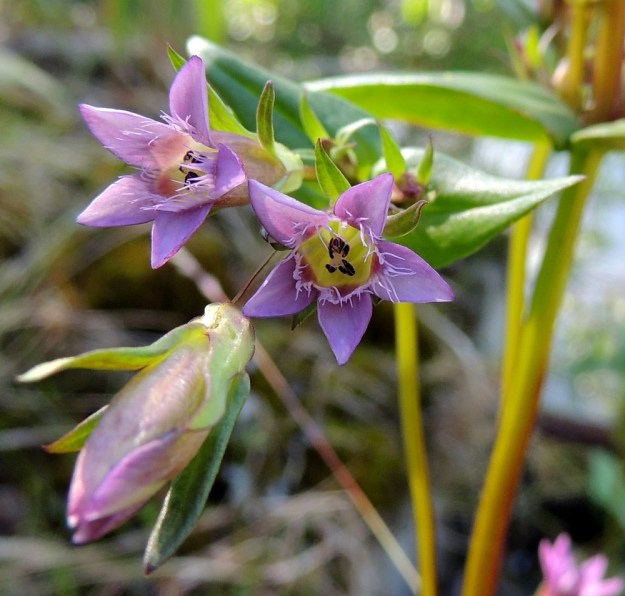 Gentianella amarella var. lingulata - horkkakatkeron var. kesähorkkakatkeron teriön kärki on auki ollessaan tavallisesti noin 15-20 mm läpimitaltaan. Teriön nielu on leveä ja heteiden ponnet sekä emin luotit jäävät jonkin verran sen suun alapuolelle. KP, Vimpeli, Kotakangas, Kotakankaan entisen kalkkilouhosalueen ympäristö, 18.7.2015. Copyright Hannu Kämäräinen.