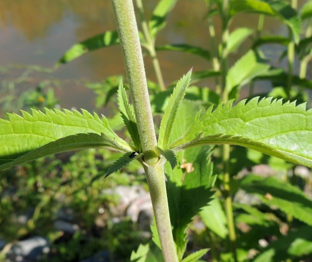 Veronica longifolia var. longifolia - rantatädykkeen var. jokirantatädykkeen varsi on tanakka, liereä ja tiheästi hyvin lyhytkarvainen sekä vihreä, vaaleanvihreä tai harmaanvihreä. Lehtiruoti on kouruinen, karvainen ja ylöspäin lyheten tavallisesti noin 3-15 mm pitkä. Lehdet ovat sahalaitaiset. Erityisesti varren yläosassa lehtihankoihin kasvaa kuvan tavoin usein pieni lehtipari aivan kuin haaran alkuna. V, Raasepori, Pohja, Fiskarsin ruukkialue, pohjoisosa, lammikon ranta, 25.7.2014. Copyright Hannu Kämäräinen.