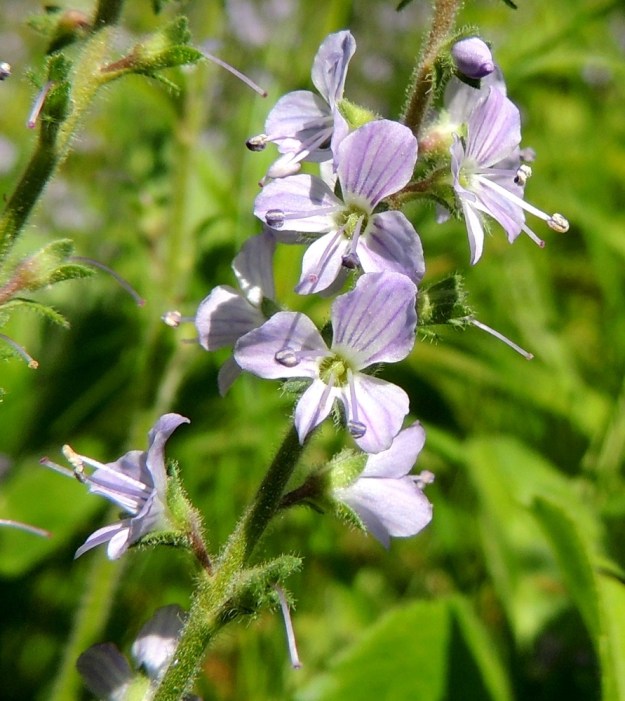 Veronica officinalis - rohtotädykkeen teriö on neliliuskainen ja tavallisesti noin 8 mm leveä. Väriltään se on vaaleansininen tai vaalean sinipunainen. Suonet ovat pohjaväriä tummemmat. Teriönliuskoista kolme ylempää ovat pyöreämuotoisia ja yleensä noin 3,5-4 mm pitkiä. Alin liuska on kapea ja noin 2-2,5 mm pitkä. EH, Hämeenlinna, Loimalahti, Hirsimäki, omakotialue, pihamaan ja metsän raja, 5.7.2015. Copyright Hannu Kämäräinen.
