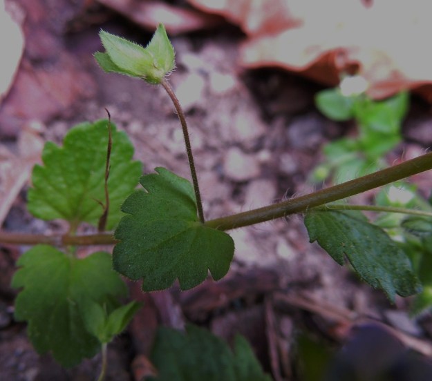 Veronica persica - persiantädykkeen lehdet ovat alempana varrella vastakkain ja ylempänä vuoroittain. Kukat ovat vuoroittaisten lehtien hangoissa. Kukkaperä on lyhytkarvainen ja kukintavaiheessa tavallisesti noin 5-15 mm pitkä sekä pitenee hedelmävaiheessa noin 20-30 mm pitkäksi. Verhiönliuskat ovat kuvan tavoin puikeat tai suikeat eivätkä ole tyveltään juurikaan limittäiset. Ne ovat noin 3-4 mm pitkät, reunoiltaan hapsikarvaiset ja muuten lähes tai aivan kaljut. EH, Tampere, Tammela, Sorsapuiston pohjoislaita, Lähteenkadun kerrostalon seinusta, 9.7.2014. Copyright Hannu Kämäräinen.