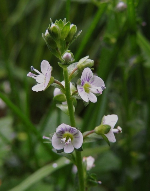 Veronica serpyllifolia subsp. serpyllifolia - orvontädykkeen subsp. etelänorvontädykkeen kukassa on kaksi hedettä, jotka ovat noin 2,5-3 mm pitkiä sekä varisevat teriön mukana. Heteiden kanssa lähes samanpituisen emin vartaloita ja luotteja on yksi. A, Maarianhamina, Länsisataman pohjoisosa, pieni rantaniittyalue Badhusbergetin eteläpuolella, 1.6.2013. Copyright Hannu Kämäräinen.