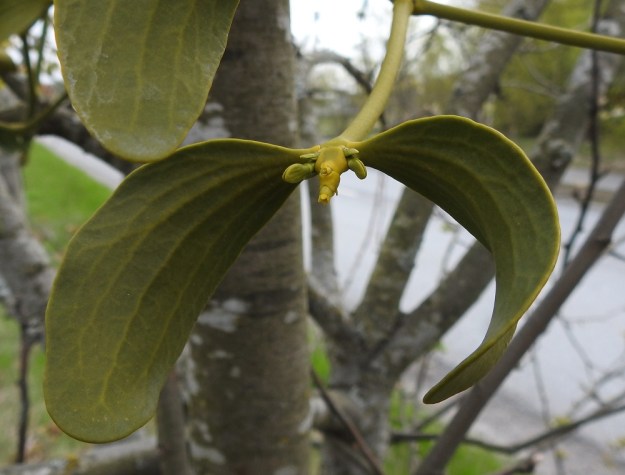 Viscum album subsp. album - euroopanmisteli subsp. lehtipuunmisteli tarhaomenapuulla, Malus domestica. Emiyksilön vuosikasvaimen kärjessä oleva kukinto on lähes aina hedekukintoa pitempi ja monikukkaisempi. Kärjen lisäksi kukkia on tavallisesti myös kukintopohjan sivuilla. V, Turku, Oriketo, Vanhan Tampereentien laita Linnasmäen kukkulan kohdalla, 4.5.2019. Copyright Hannu Kämäräinen.