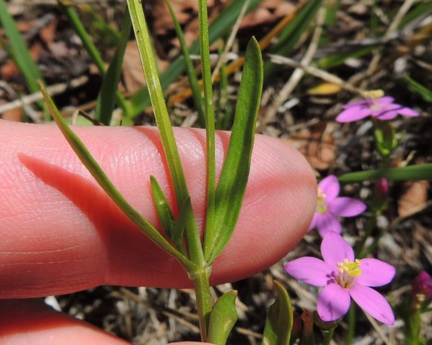 Centaurium littorale - isosapen varret ja haarat ovat särmikkäät ja kaljut. Varsilehdet ovat ruodittomat, suikeat tai lähes tasasoukat ja kaljut. Pituutta niillä on tavallisesti noin 10-30 mm (kuvassa 30 mm) ja leveyttä leveimmältä kohtaa noin 1-4 mm (kuvassa 3,5 mm). V, Parainen, Houtskari, Kittuis, Strömsholmen, Häplot sundin pohjoisrannan lauttarannan viereinen kallioranta, 18.7.2016. Copyright Hannu Kämäräinen.