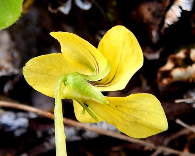Viola biflora - lapinorvokin alimman terälehden tyvi muodostaa noin 1 mm pitkän, tylpän kannuksen. Verholehtiä on viisi ja ne ovat suikeita sekä yleensä noin 3-5 mm pitkiä. EnL, Enontekiö, Kilpisjärvi, Saana, Saanan luoteisrinne lähellä pahtaseinämää, paljakkarinne, 720 m mpy, 5.7.2018. Copyright Hannu Kämäräinen.