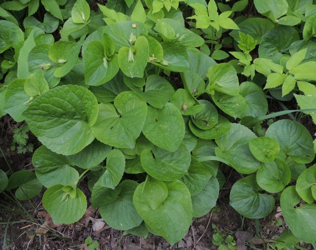 Viola mirabilis - lehto-orvokin varret lehtineen kasvavat yleensä noin 15-30 cm korkeiksi. Ruusuke- ja varsilehtien lapa on leveän munuaismainen tai herttamainen, ja matalasti nyhälaitainen. Se on tyveltään matala- tai syvälovinen ja toisinaan suorahko. Lehtilapa on tavallisesti noin 2-7 cm pitkä ja noin 2,5-7,5 cm leveä ja kasvaa kokoa kevään ja alkukesän edetessä. Tyvikukinnan loppuvaiheessa tai sen jälkeen varsien kärkeen kasvaa lyhytperäisiä, yleensä avautumattomiksi jääviä ja itsepölytteisiä kukkia, joissa päälle päin näkyy vain normaalisti kehittynyt verhiö. EH, Hämeenlinna, Keinusaari, Pinellan puisto, puistokäytävän laidassa oleva multava penger, 21.5.2016. Copyright Hannu Kämäräinen.