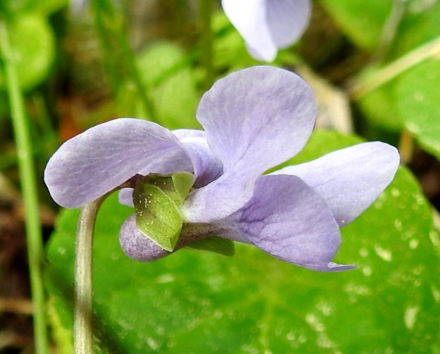 Viola palustris - suo-orvokin teriön kannus on vain noin 1 mm pitkä, paksu ja pyöreäpäinen sekä vaalean sinipunainen. Kannuksen pää on noin samalla tasolla tai hieman ulompana kuin verholehtien tyvilisäkkeiden päät. EH, Hämeenlinna, Hauho, Torvoila, Pasuntien laitaojan piennar Pasunmäen kohdalla, 21.5.2019. Copyright Hannu Kämäräinen.
