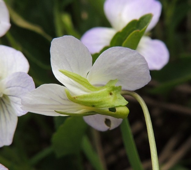 Viola stagnina (V. persicifolia) - rantaorvokin viisi verholehteä ovat suikeat tai tasaisesti teräväksi kärjeksi suippenevat ja kaljut. Ne ovat tyvilisäkkeen kanssa yleensä noin 5-11 mm pitkät ja leveimmältä kohtaa noin 1-2,5 mm leveät. Tyvilisäke on noin 1-2 mm pitkä. Alimman terälehden jatkeena oleva kannus on  noin 2-3 mm pitkä, suora ja vaalean- tai kellanvihreä. Kannuksen pää ulottuu noin samalle tasolle kuin verholehtien tyvilisäkkeet. Kuvan kannuksessa on muurahainen tehnyt suorasukaisen mesirosvouksen. EH, Vesilahti, Mantere, Peltosaari, Hulausjärven rantaan vievän peltotien ison laitaojan rinne, 6.6.2015. Copyright Hannu Kämäräinen.
