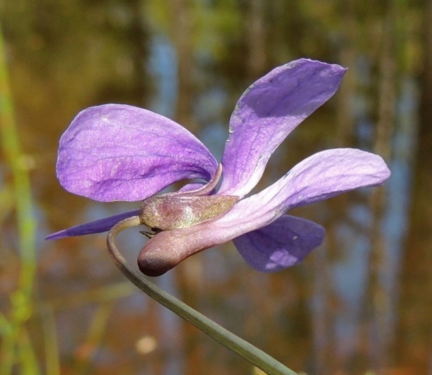 Viola uliginosa - luhtaorvokin kukan verholehtiä on viisi ja ne ovat suikeat tai puikeat, kaljut sekä tyvilisäkkeelliset. Pituutta niillä on tyvilisäkkeen kanssa tavallisesti noin 5-8 mm, josta tyvilisäkkeen osuus on yleensä noin 1-3 mm. Alimman terälehden tyvellä oleva kannus on noin 3-5 mm pitkä, lieriömäinen ja suora. Se on teriön muuta väritystä tummempi. Kannuksen pää ulottuu huomattavasti kauemmaksi kuin verholehtien tyvilisäkkeiden päät. U, Hanko, Santala, Luhtakorpi, tervaleppäluhta, luonnonsuojelualue, 30.5.2015. Copyright Hannu Kämäräinen.