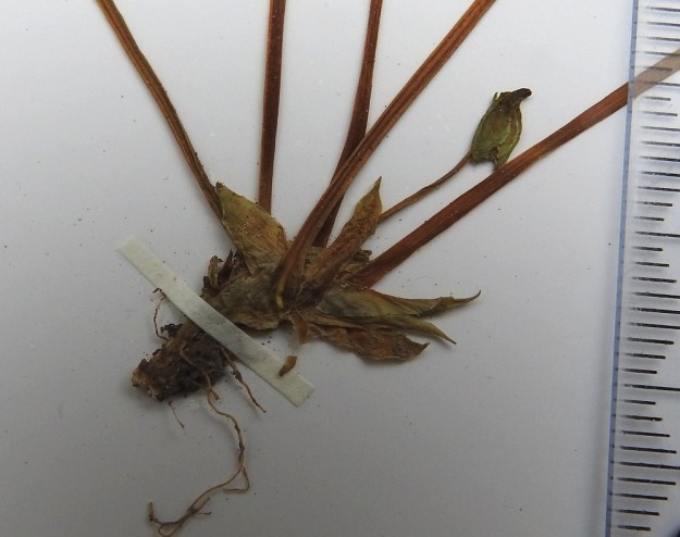 Viola xfennica (V. epipsila x palustris) - viitaorvokin lehtien korvakkeet ovat yleensä puikeat ja teräväksi kärjeksi suippenevat sekä vihreät, vaaleat tai ruskehtavat. Ne ovat ehytlaitaiset ja kaljut sekä tavallisesti noin 5-10 mm pitkät ja noin 2-3 mm leveät. Niissä ei ole juurikaan eroa kantalajiensa korvakkeisiin. Kuvassa on myös ilmeisesti umpipölytteiseksi jäävä, noin 5 mm pitkä kukka. Pääosa risteymän siementuotannosta tullee näistä umpipölytteisistä kukista. EH, Hämeenlinna, Vuorentaka, Tertti, vanhassa kuusikossa olevan puron laide, 29.5.1998. Kuva näytteestä, copyright Hannu Kämäräinen.