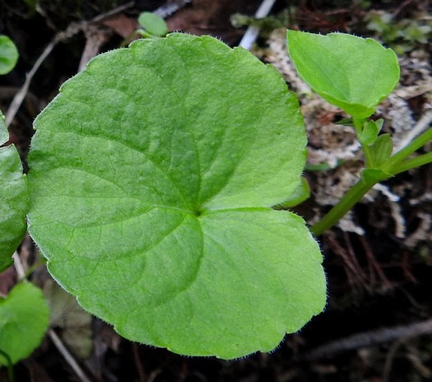 Viola biflora - lapinorvokin tyvilehtien lapa on pituuttaan leveämpi sekä tavallisesti noin 1,5-3,5 cm pitkä ja noin 2-5 cm leveä. Tyvilovi on syvä ja kapea. Varsilehdet pienenevät ylöspäin ja ne ovat lavaltaan tyvilehtien kaltaiset ja ylimpänä kuvan tavoin leveän herttamaiset. Kaikkien lehtien lapa on päältä harvaan lyhytkarvainen ja nyhälaitainen sekä reunoiltaan tiheästi lyhytripsinen. Varsilehtien korvakkeet, jotka näkyvät kuvan oikeassa laidassa, ovat soikeita, puikeita tai suikeita, ehytlaitaisia ja yleensä noin 4-5 mm pitkiä. EnL, Enontekiö, Kilpisjärvi, Saanan luoteisrinteen länsipuolinen tunturikoivikko retkeilykeskuksen kohdalla , 585 m mpy, 5.7.2018. Copyright Hannu Kämäräinen.