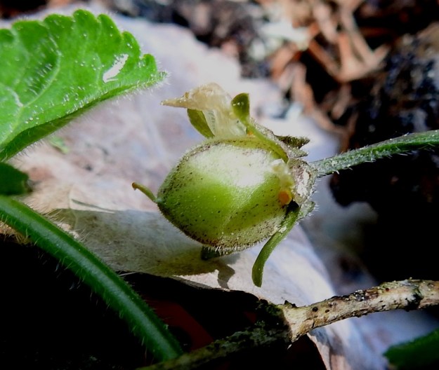 Viola collina - mäkiorvokin kota on lähes pallomainen, karvainen ja tummapilkkuinen. Se on tavallisesti noin 8-10 mm pitkä. St, Sastamala, Vammala, 22.5.2019. Copyright Hannu Kämäräinen.
