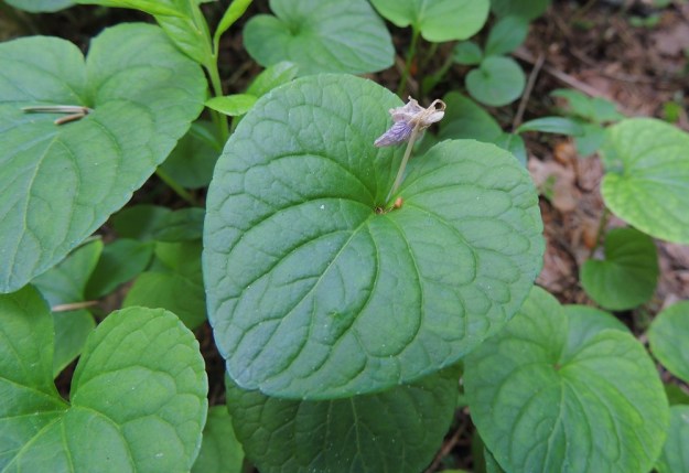 Viola mirabilis - lehto-orvokin varsien latvassa olevat alkukesän kukat voivat toisinaan avautua kevään tyvikukkien tapaan, vaikka se harvinaista onkin. U, Hyvinkää, lounaiskulma, Kalkkivuorentien varressa olevan Kalkkivuoren laitametsä, luonnonsuojelualue, 8.6.2013. Copyright Hannu Kämäräinen.