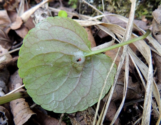 Viola palustris - suo-orvokin lehtilapa on nyhälaitainen ja kukintavaiheessa tavallisesti noin 2-5 cm pitkä ja suunnilleen saman levyinen. Hedelmävaiheessa lapa voi kasvaa jopa 8 cm pitkäksi ja leveäksi. Lapa on päältä hieman kiiltävä ja kalju sekä alta kuvan tavoin kalju tai toisinaan erityisesti avautuvien lehtien tyviosasta lyhytkarvainen (tällainen karvoitus nähtävissä kuusi kuvaa taaksepäin). U, Hanko, Santala, Luhtakorpi, tervaleppäluhta, luonnonsuojelualue, 30.5.2015. Copyright Hannu Kämäräinen.