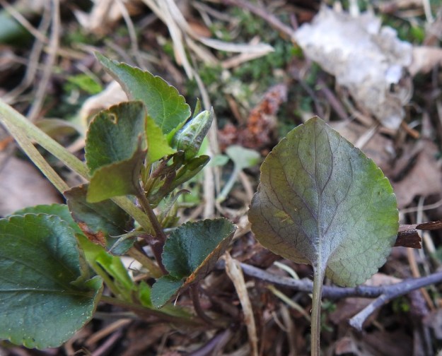 Viola rupestris subsp. rupestris - hietaorvokin subsp. harjuhietaorvokin lehdet ovat yleensä sini- tai tummanvihreitä. Lehtilavan alapinta voi myös olla enemmän tai vähemmän sinipunainen samoin kuin lehtiruoditkin. Kuvassa näkyvät myös varsilehtien hampaiset korvakkeet. St, Sastamala, Vammala, Sammaljoki, peltoalueen laiteessa olevan Käkikallion, alarinne, 16.5.2019. Copyright Hannu Kämäräinen.